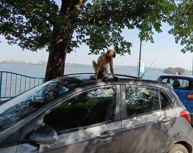 monkey sitting on a car