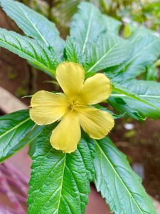 A Turnera ulmifolia flower. It is commonly known as the ramgoat dashalong or yellow alder. From YMCA Guesthouse, Ernakulam, Kerala.