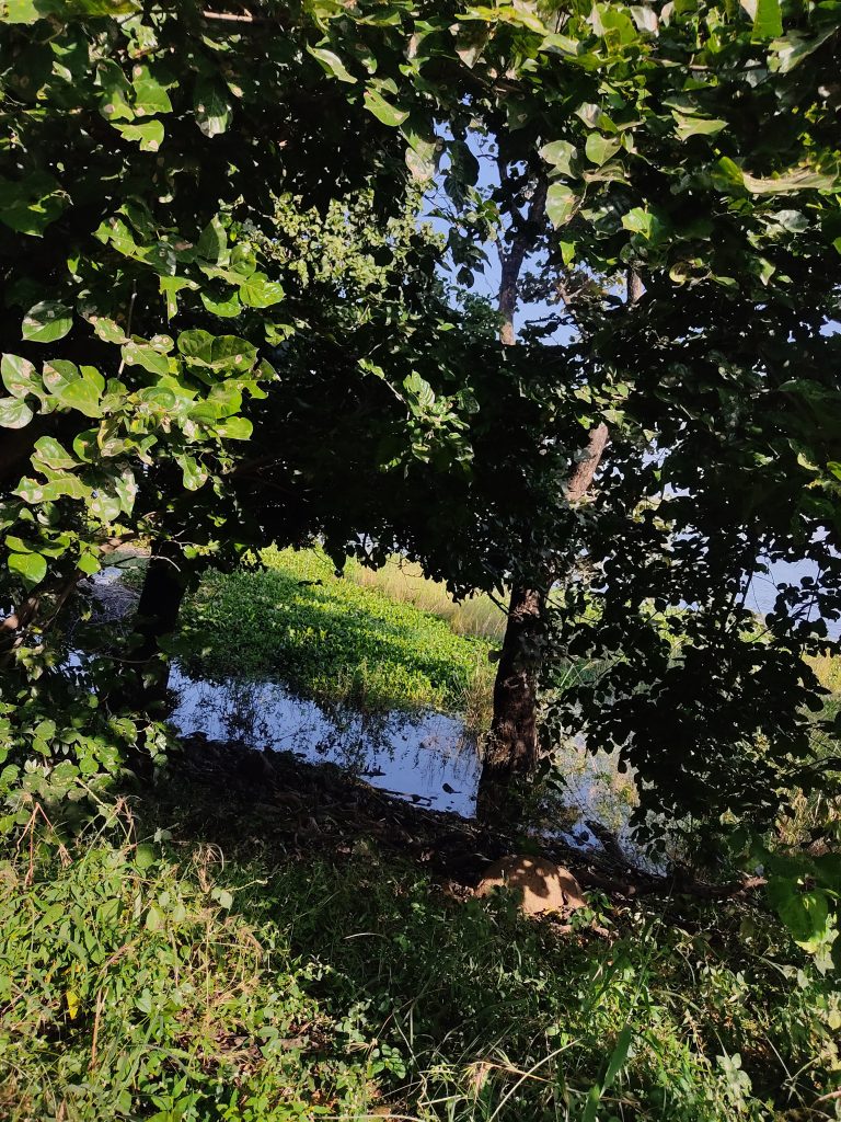 During the photo walk in Vanvihar, I captured this magnificent scene of hidden water in the heart of the trees. #WCBhopal