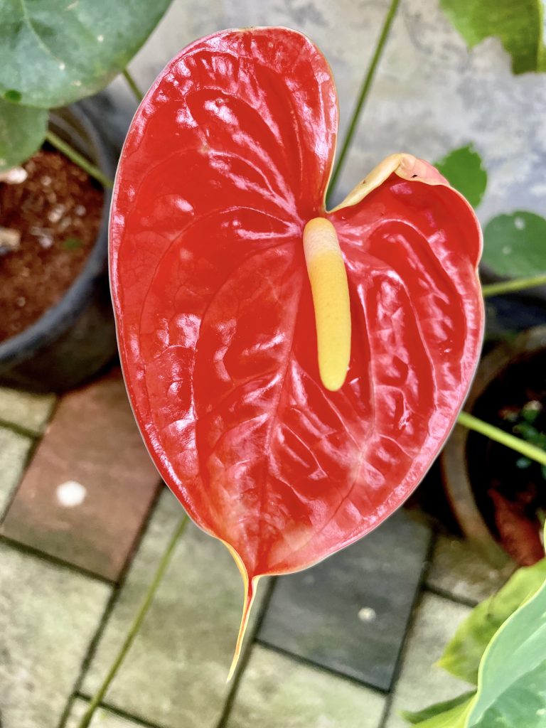 A red anthurium flower. From our garden, Perumanna, Kozhikode, Kerala.