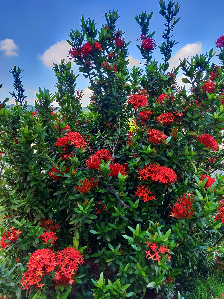 Thechi (Ixora Coccinea) Flowers of Kerala also called as Pooja flowers