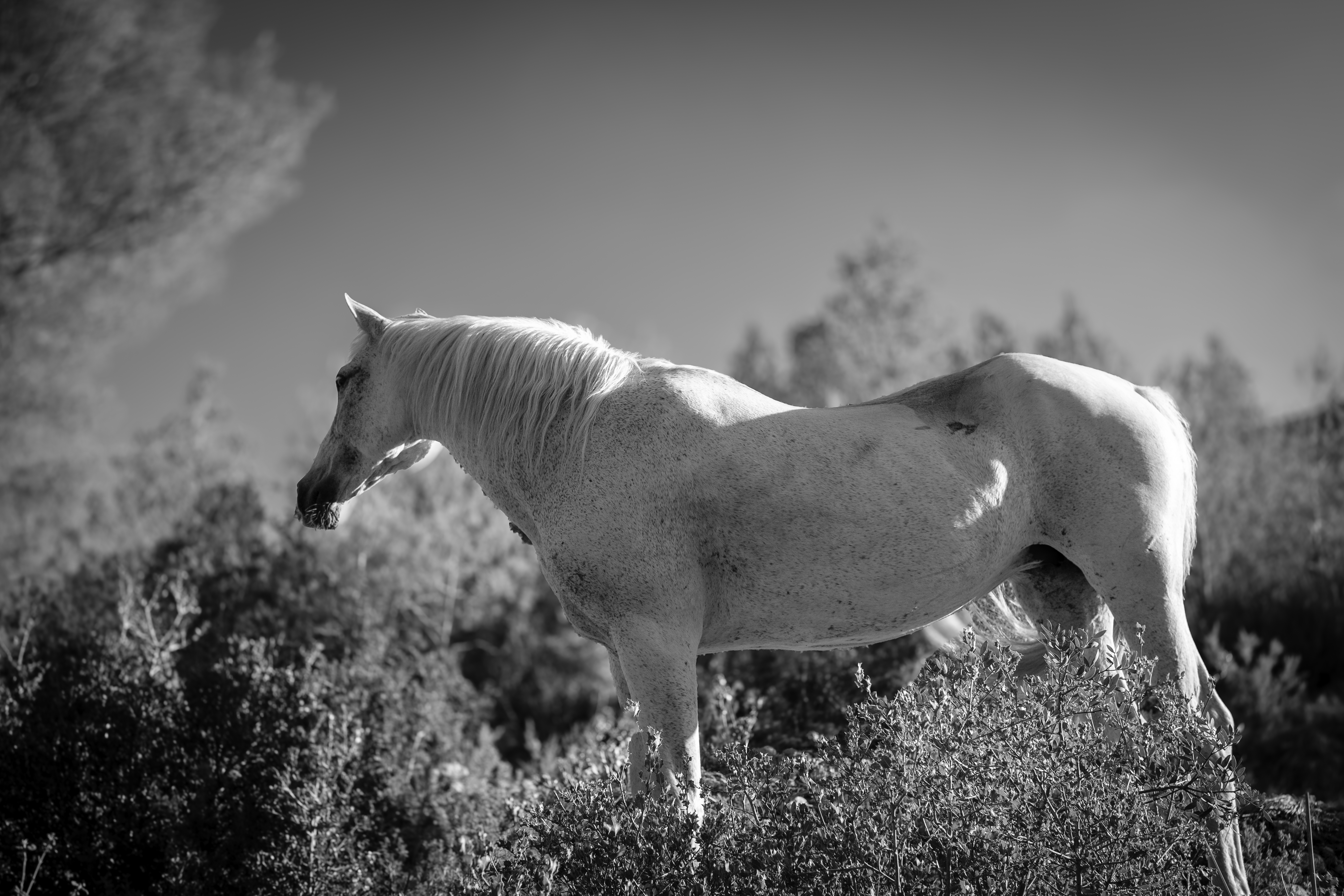 A black and white image of a light-colored horse in profile, standing amidst vegetation. The horse is calm, with its head slightly lowered. The background features diverse shrubs under a clear sky. The scene offers a serene contrast between the horse and its natural surroundings.