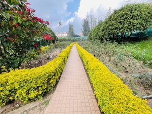 Scenic pathway in the enchanting botanical garden of Ooty, nestled in Tamil Nadu, India.