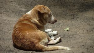 Indian dog resting

