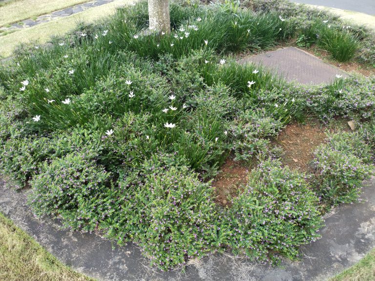 Small flowers between grass.