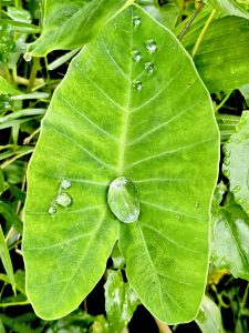 Rain drops in Taro(Colocasia esculenta) leafs. From Oorkkadavu, Kozhikode, Kerala.