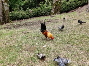 A grassy area with a rooster and several pigeons Trees and bushes are visible in the background. The ground is covered with patches of grass and some scattered leaves.