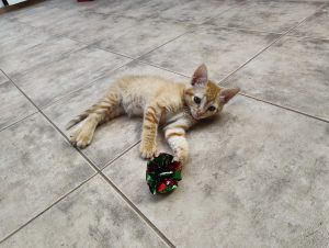 A light orange kitten lies on a tiled floor, reaching out to a crumpled shiny object with its paw. The kitten has green eyes and is looking towards the camera.