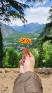 A hand cradles a flower against a stunning mountain backdrop, creating a serene and visually captivating scene for all to enjoy.
