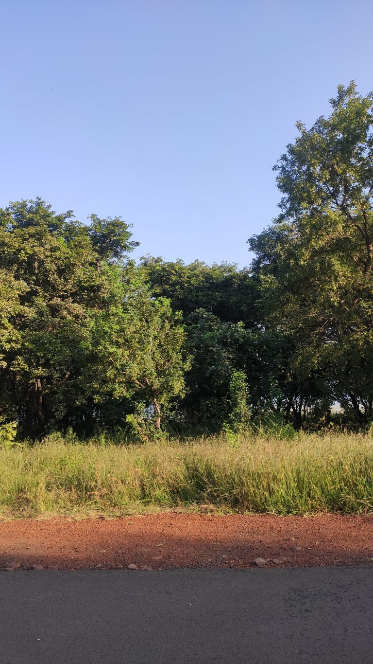 Tree lined road edged with soil taken on a bright, cloudless blue sky day, captured at Van Vihar National Park, Bhopal, Madhya Pradesh, Bharat