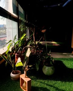 Potted plants on a floor by a window.