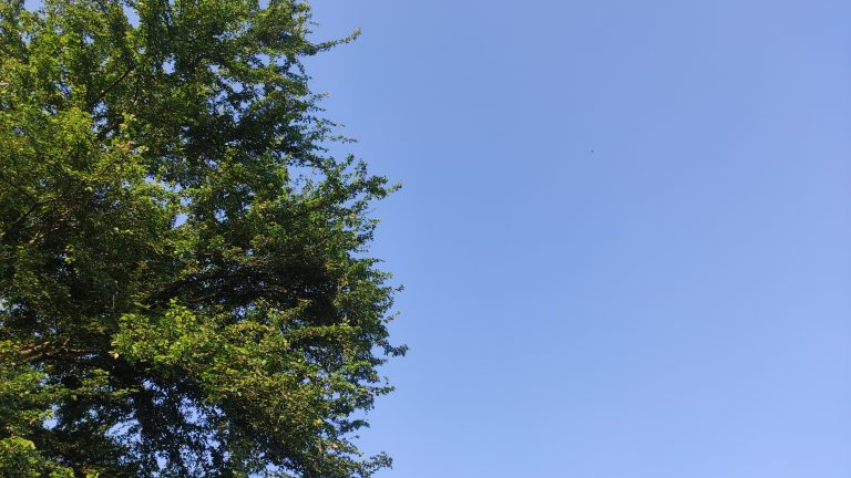 Lush tree and blue sky captured at Van Vihar Bhopal MP Bharat #WCBhopal 2023