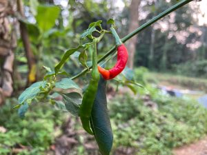 A green chilly and red chilly hanging on a branch. 