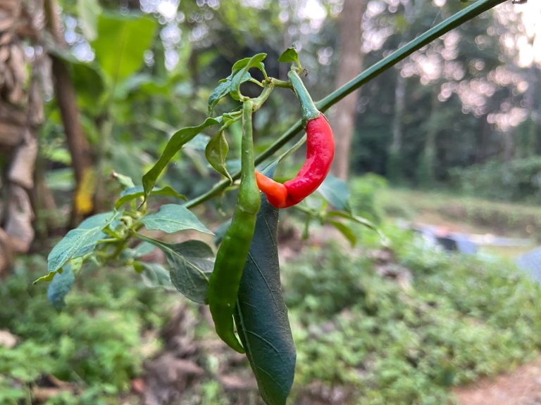 A green chilly and red chilly hanging on a branch.