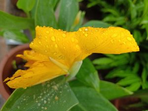 Rain Drops on Canna Flower