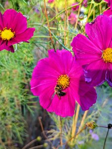 Three mauve cosmos flowers with yellow stamens, sitting on top of long slender stems. A bee pollinates one of the flowers.