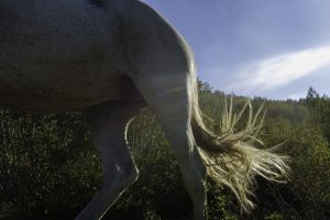 A close-up view of the hindquarters of a light-colored horse, with its tail caught in a mid-swish, set against a backdrop of dense shrubbery and a bright sky with sunlight streaming through.
