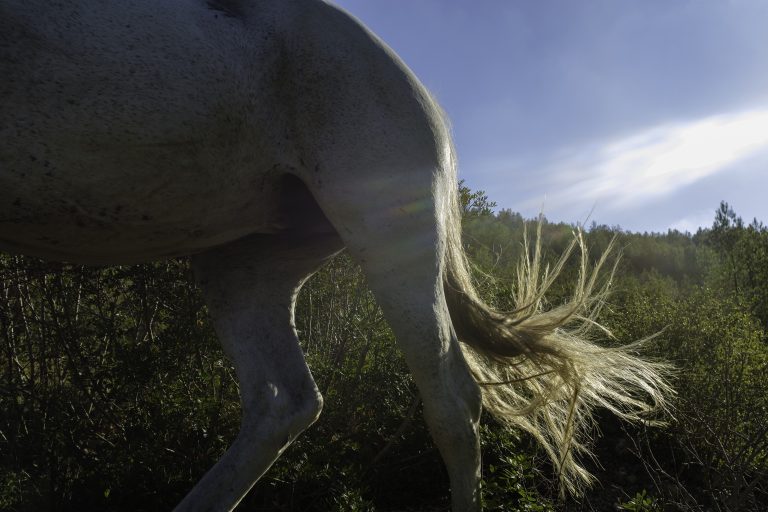 A close-up view of the hindquarters of a light-colored horse, with its tail caught in a mid-swish, set against a backdrop of dense shrubbery and a bright sky with sunlight streaming through.