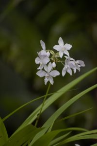 Close up of a group of Jasmine flowers #WPPhotoFestival