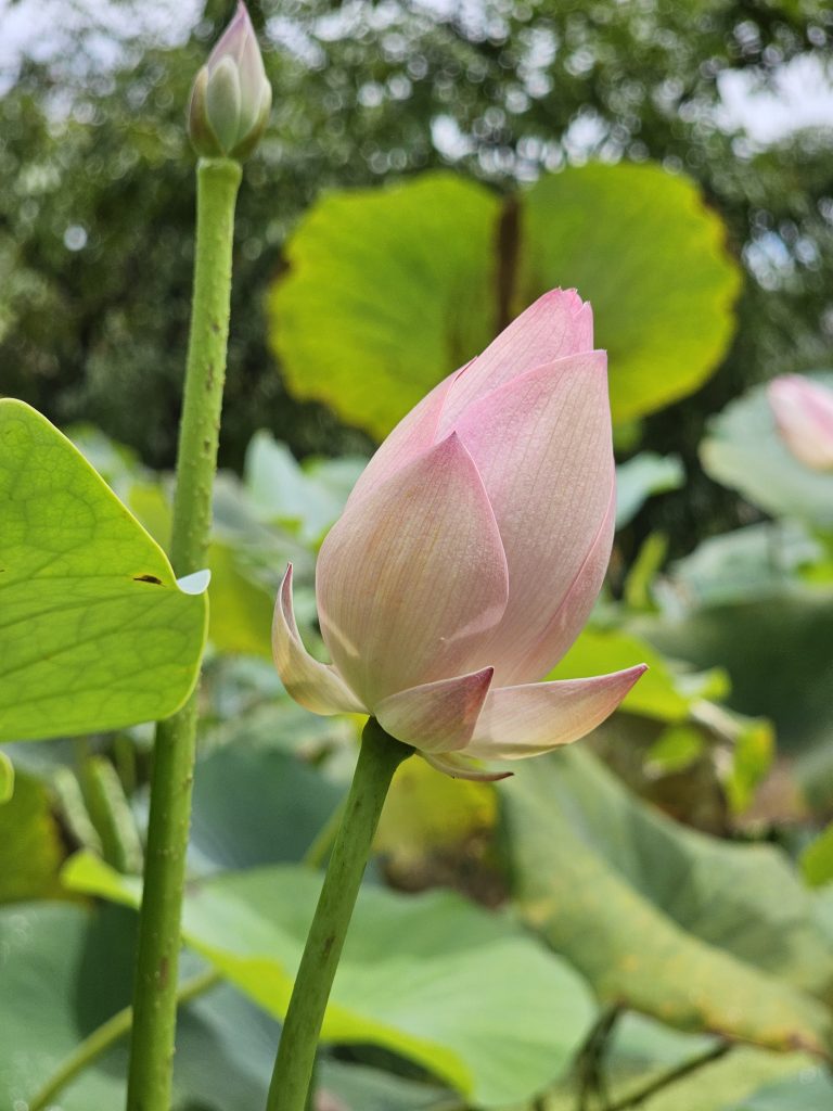 Nelumbo nucifera, also known as Sacred lotus, Indian lotus, or simply lotus, is one of two extant species of aquatic plant in the family Nelumbonaceae.