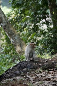 A monkey sitting on a rock with trees in the background. #WPPhotoFestival