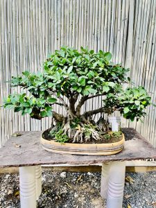 Ficus Microcarpa Long Island bonsai. From Lodhi Gardens, Delhi, India.