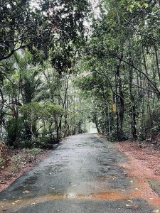 A peaceful wet forest pathway surrounded by dense tropical greenery, with light filtering through the canopy above, inviting a serene nature walk