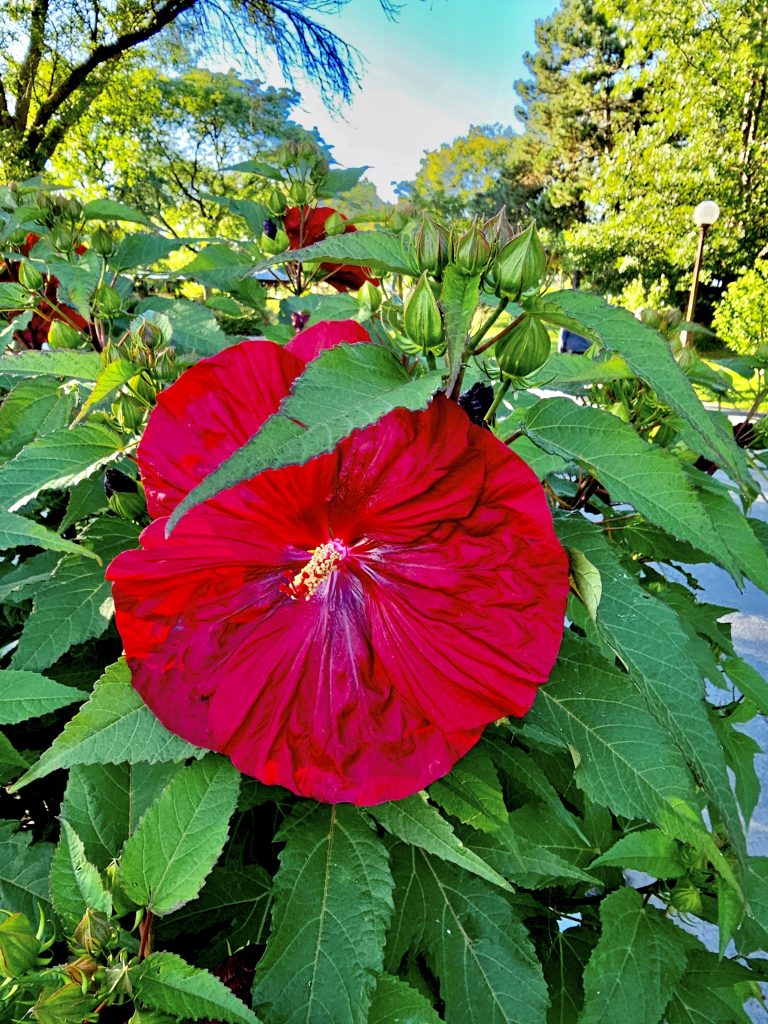 Hibiscus Candy Crush flower and  buds. From Niagara Falls State Park, New York, United States