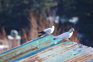 Pigeon couples relaxing after a swing in the air.