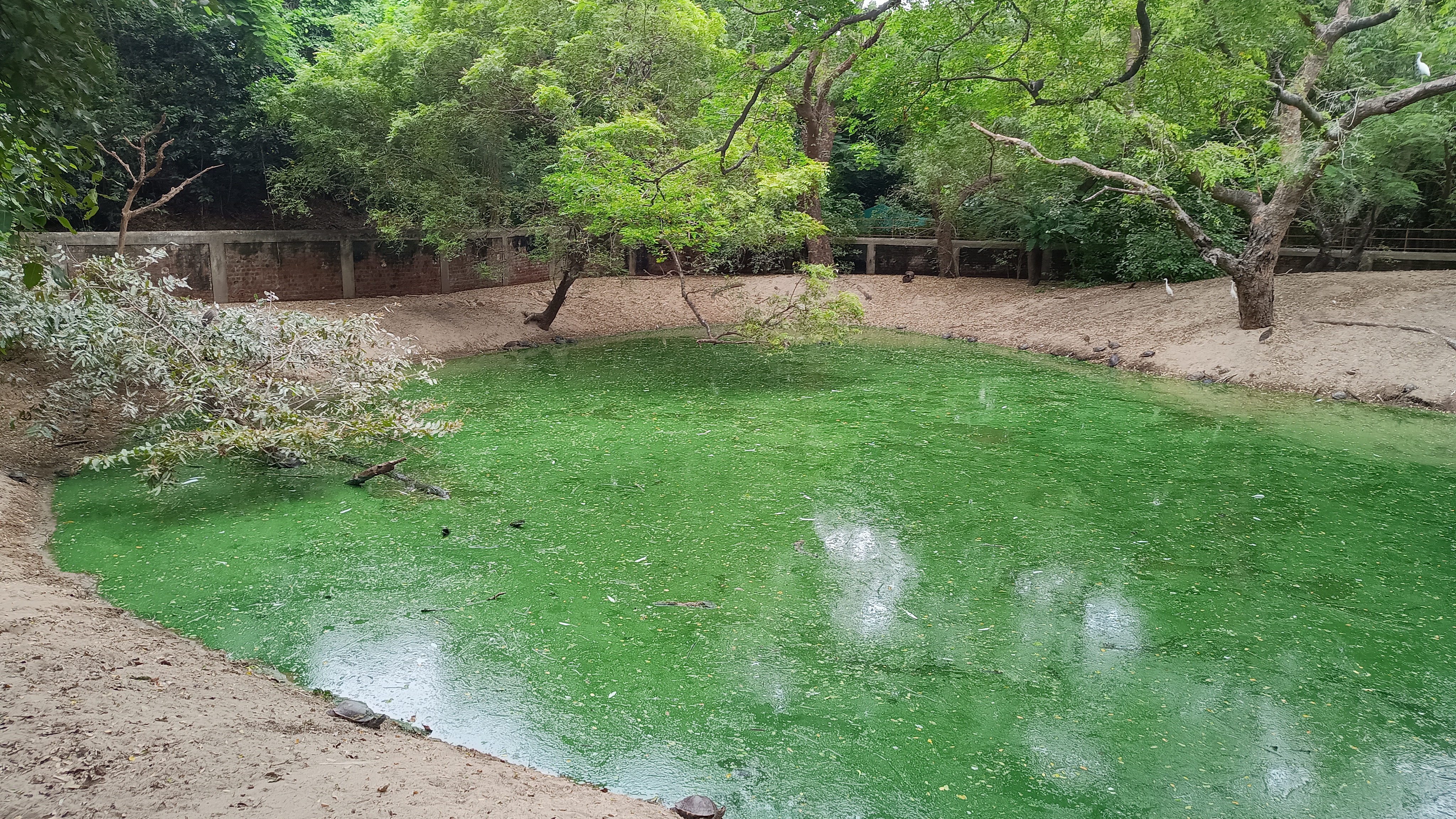 The greenish tint of Pond best describes the thriving ecosystem at Crocodile Park in Chennai