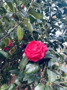 Japanese Camellia. Shillong, Meghalaya.