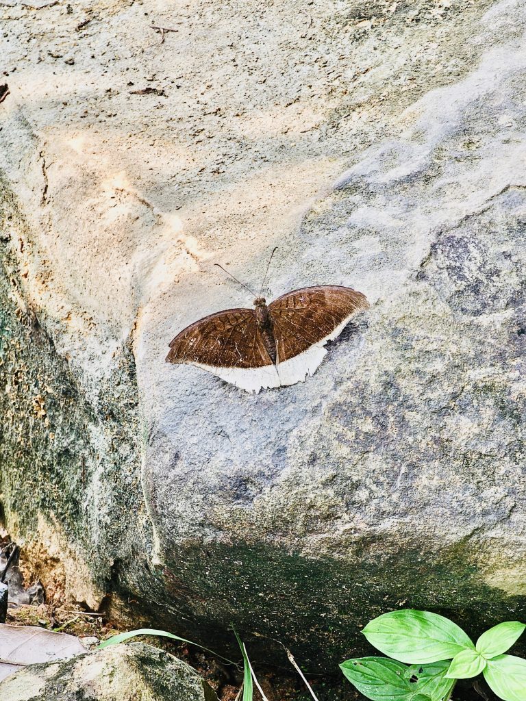 Tanaecia lepidea butterfly. It is commonly known as the grey count. From Oorkkadavu, Kozhikode, Kerala.