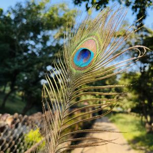 Peacock feathers have been seen as a symbol of power and beauty since. Peacock feathers have been used by many people as a status symbol. Some think of them as displays of wealth or just flashy things that make their life more interesting.