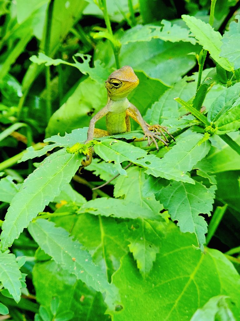 The female Calotes versicolor. It is commonly called as the oriental garden lizard, eastern garden lizard, Indian garden lizard, common garden lizard, bloodsucker or changeable lizard. From Oorkkadavu, Kozhikode, Kerala.