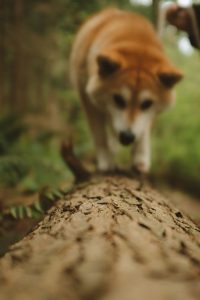 Shiba walking on top of a log out of focus towards the camera. 