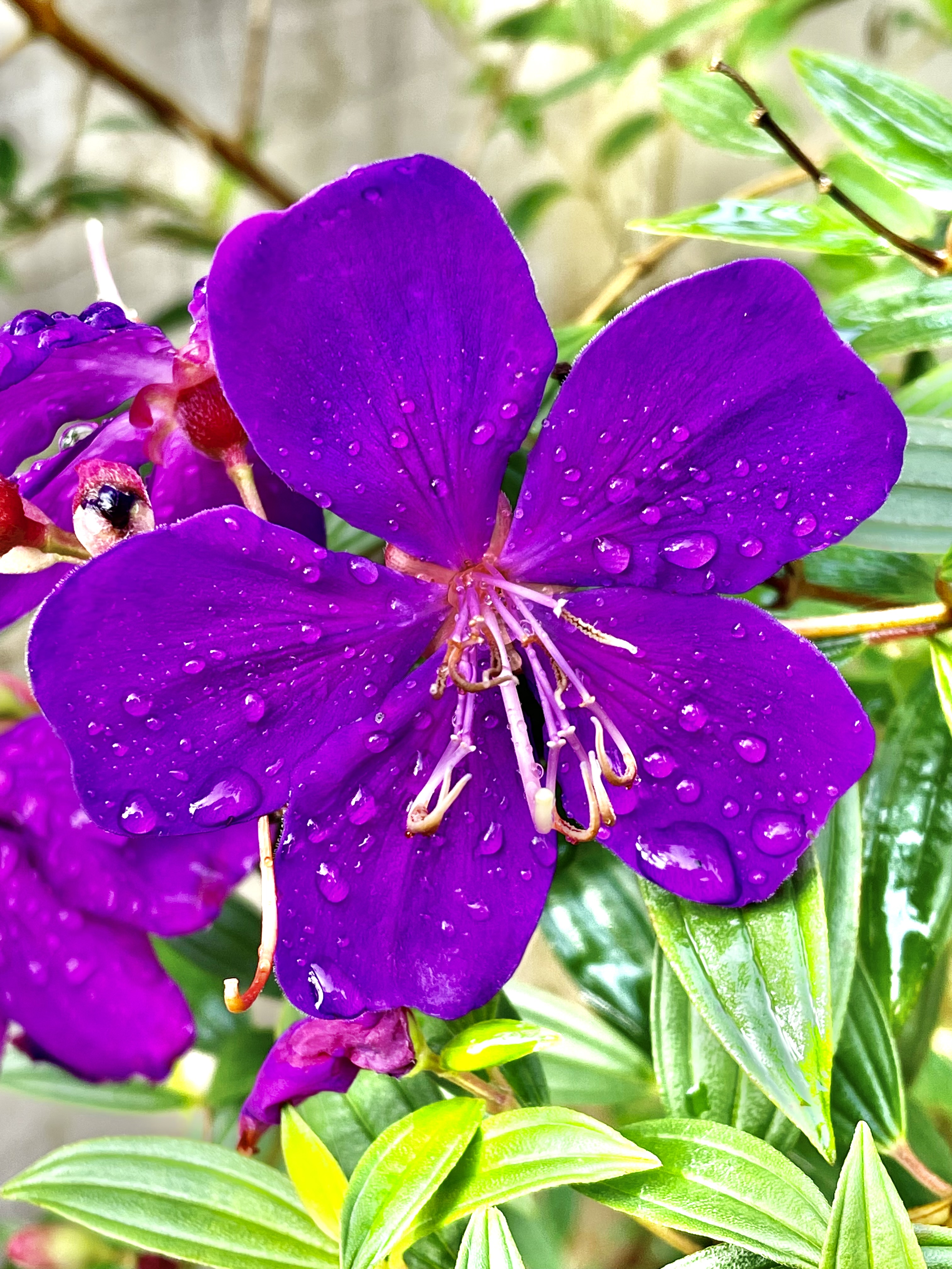 Pleroma semidecandrum Flowers after the rain. It is commonly known as the princess flower, glory bush, or lasiandra. From our garden, Perumanna, Kozhikode, Kerala.