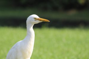 white pond heron 
