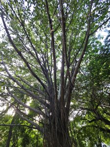 A very big and tall tree in the forest in the morning