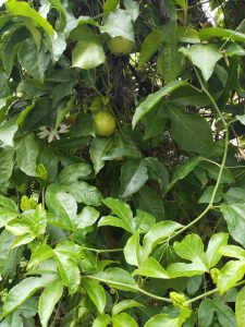 Lush passion fruit plant showcasing its vibrant green leaves, unripe fruits, and a delicate white flower, a testament to nature's bounty.