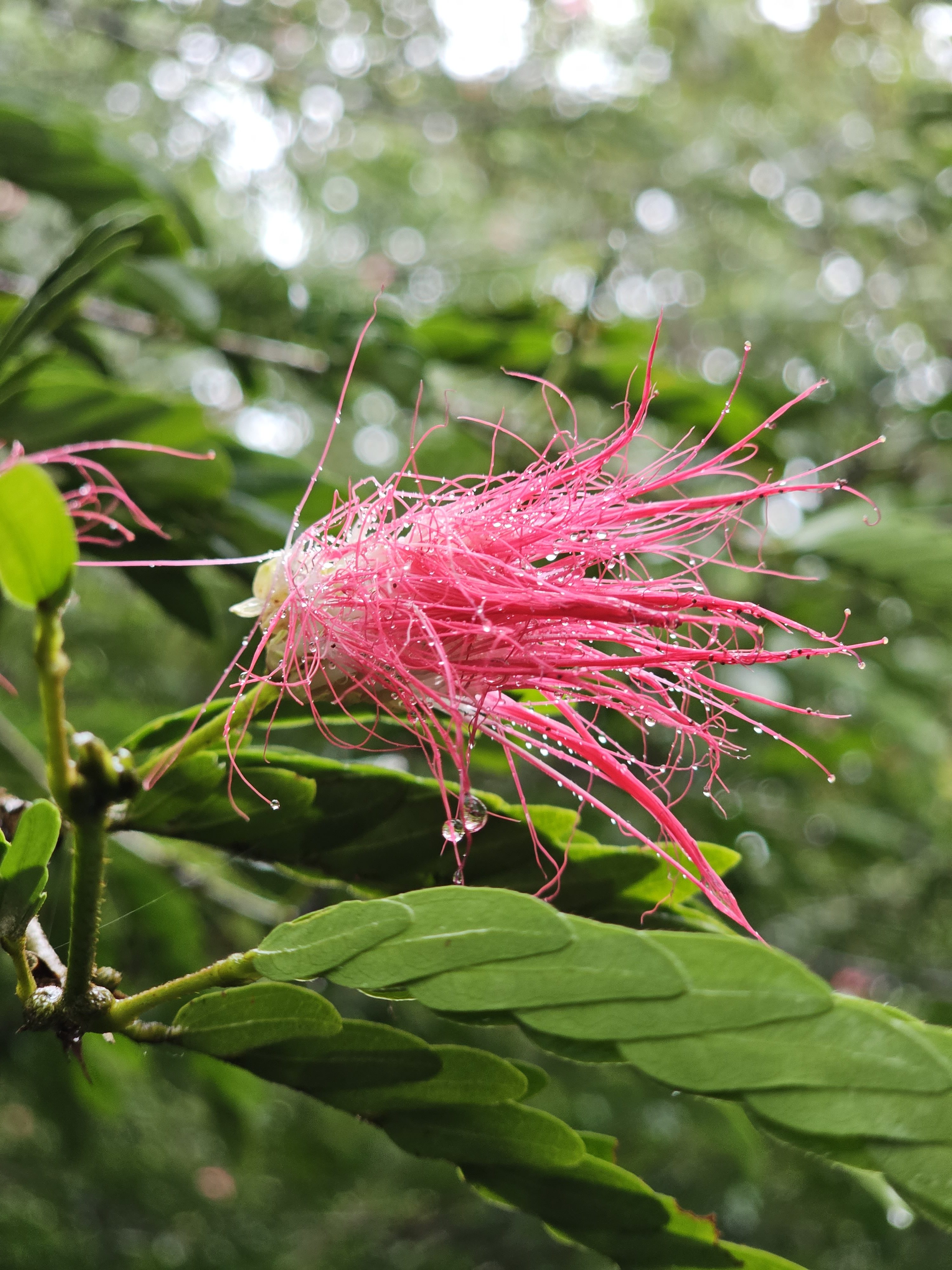 Calliandra haematocephala (Also known as powder puff) flower.