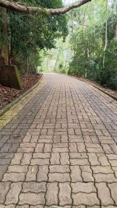 View larger photo: Empty Pathway through Trees.  Picture taken from the Pookod Lake, Wayanad 