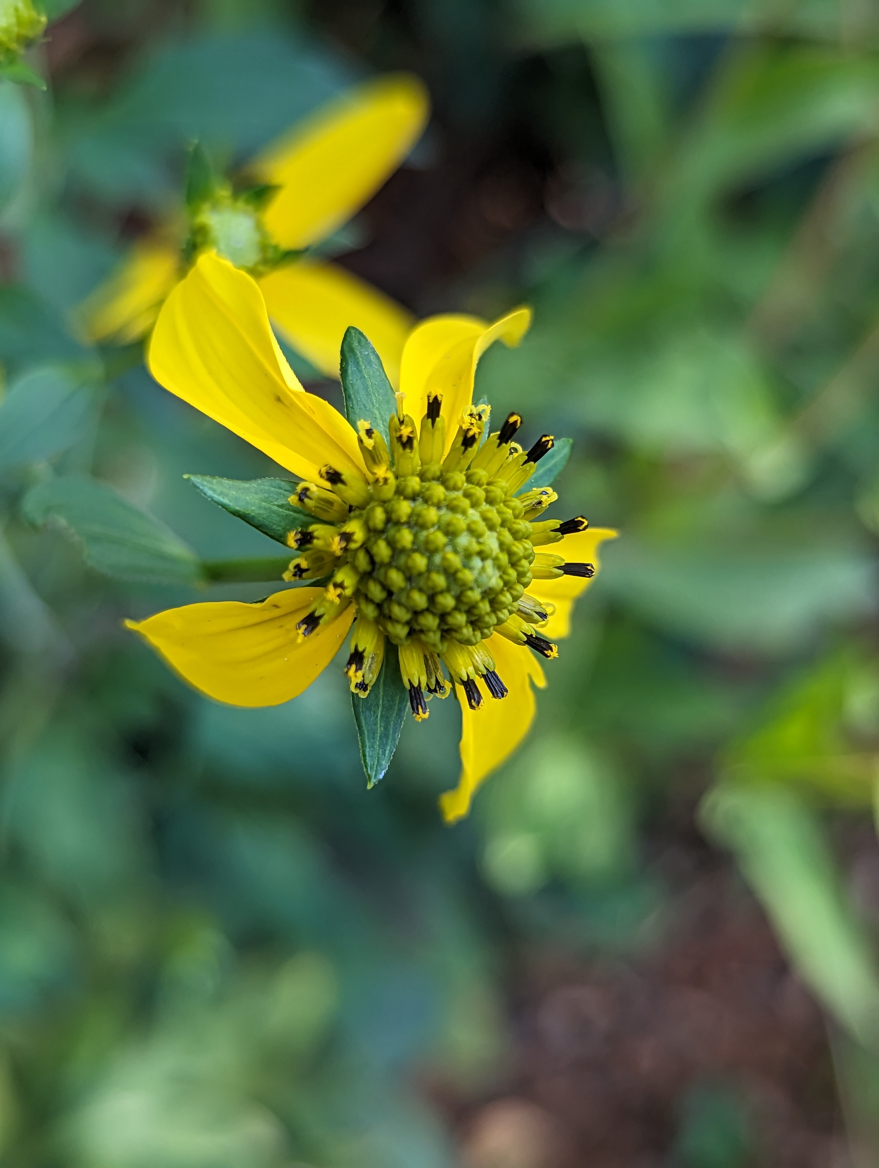 Close up of yellow flower, with yellow and black spikey protrusions. Looks kinda like a space ship