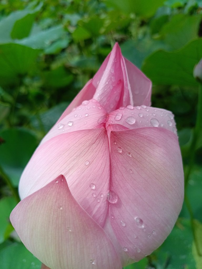 Rain drops on Lotus petals