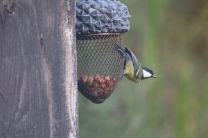 Great Tit. scientific name Parus Major, about to fly off from an acorn shaped peanut feeder which it hanging from a piece of weathered wood 