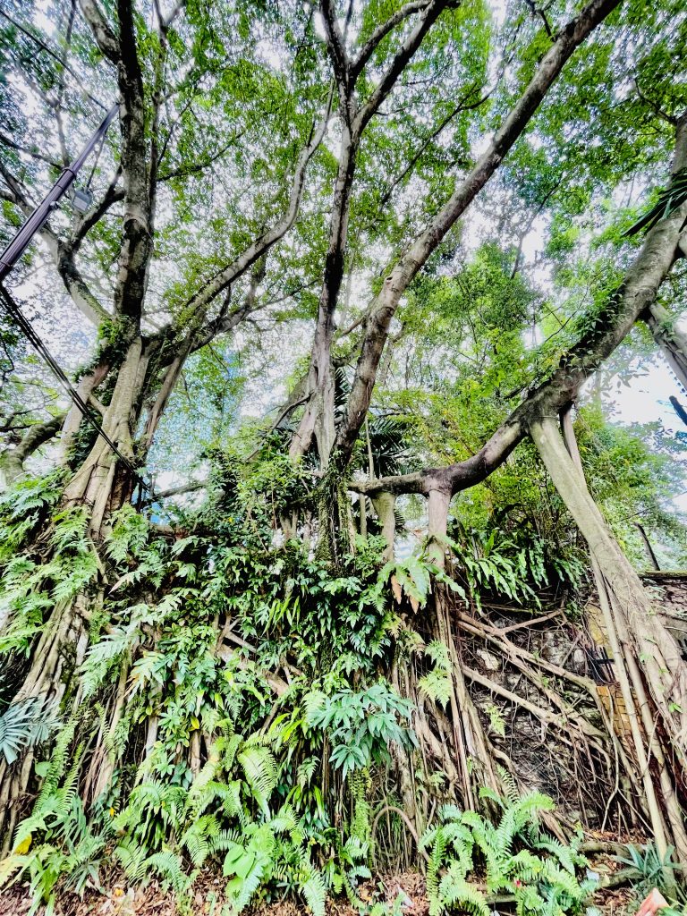 A grand Ficus Microcarpa tree. From Kuala Lumpur, Malaysia.