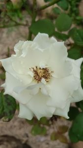 A close view of White Rose