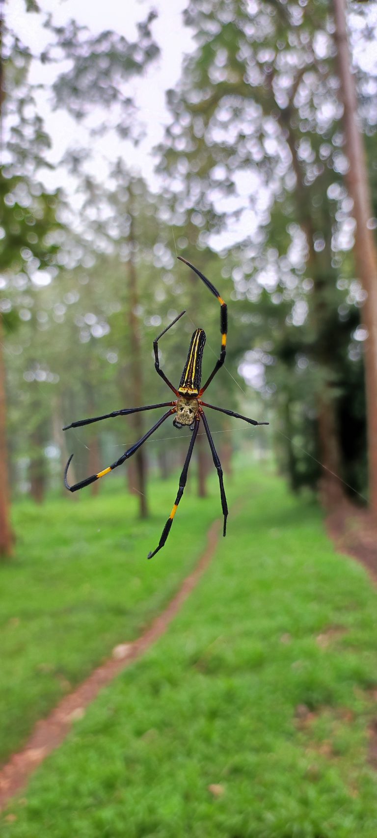 The giant golden orb weaver spider is a magnificent creature, a golden jewel spinning a web of silk. It sits at the center of its creation, waiting for its prey to be caught in its sticky threads. The spider’s body is a work of art, with intricate patterns and vibrant colors. It is a predator at the top of its food chain, but it is also a beautiful