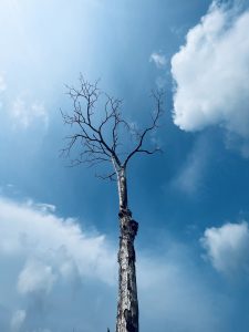 Tree and sky