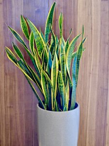 Dracaena trifasciata Plants. It’s commonly known as snake plant, Saint George's sword, mother-in-law's tongue, and viper's bowstring hemp. From Ernakulam, Kerala