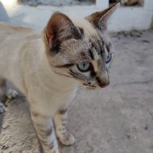 Close-up of a light-colored cat with blue eyes and distinct facial markings. The cat is looking to the side, and its background includes a portion of a pavement and a white structure.